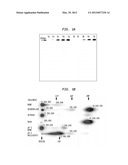 Removal of the Guanine Cap on the 5  Terminus of RNA diagram and image