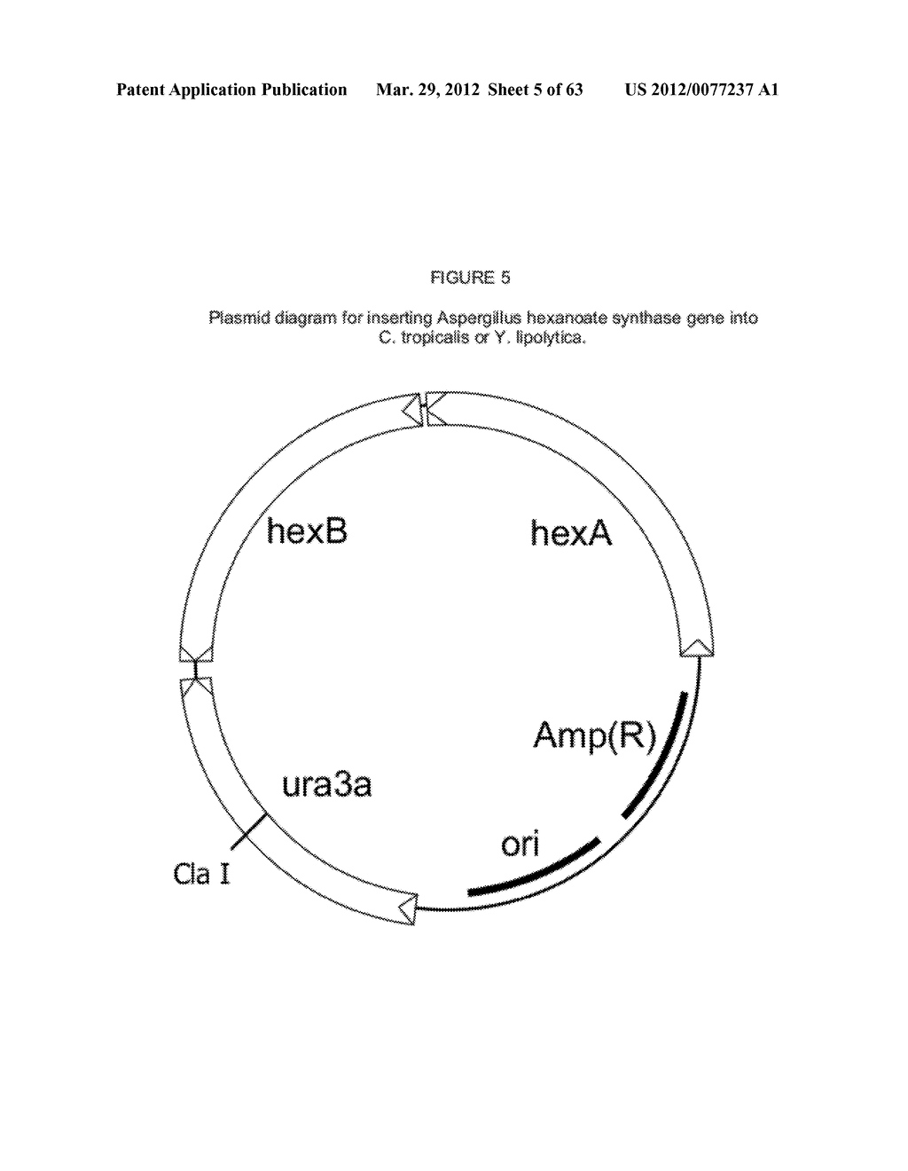 BIOLOGICAL METHODS FOR PREPARING ADIPIC ACID - diagram, schematic, and image 06