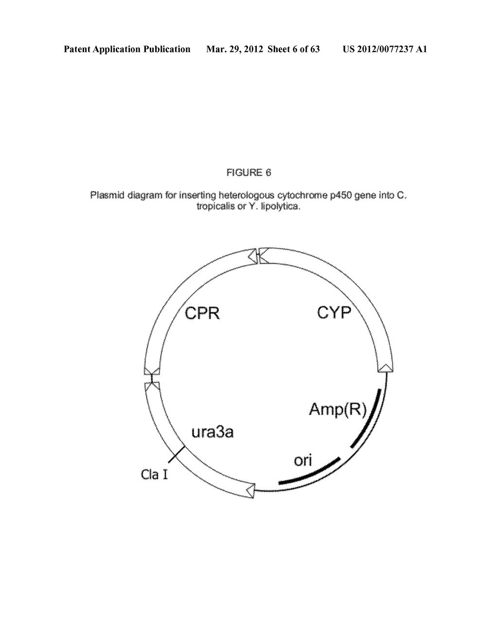 BIOLOGICAL METHODS FOR PREPARING ADIPIC ACID - diagram, schematic, and image 07