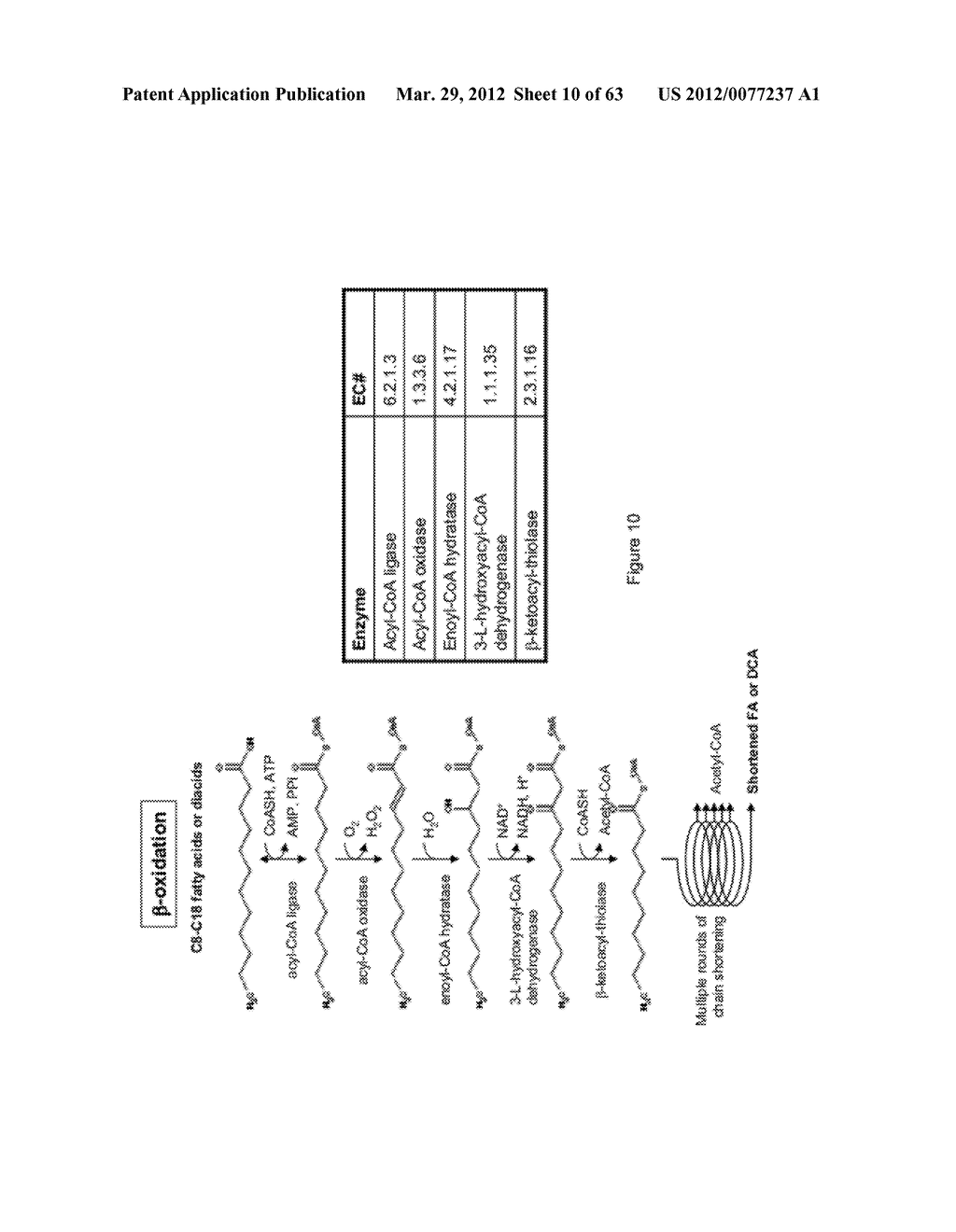 BIOLOGICAL METHODS FOR PREPARING ADIPIC ACID - diagram, schematic, and image 11