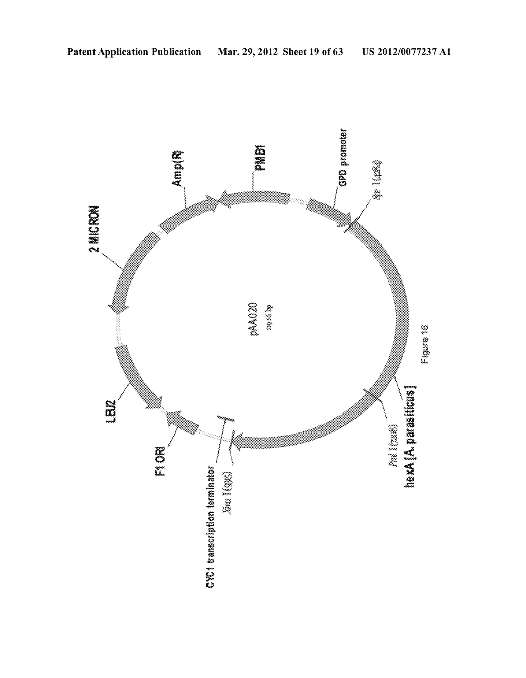 BIOLOGICAL METHODS FOR PREPARING ADIPIC ACID - diagram, schematic, and image 20