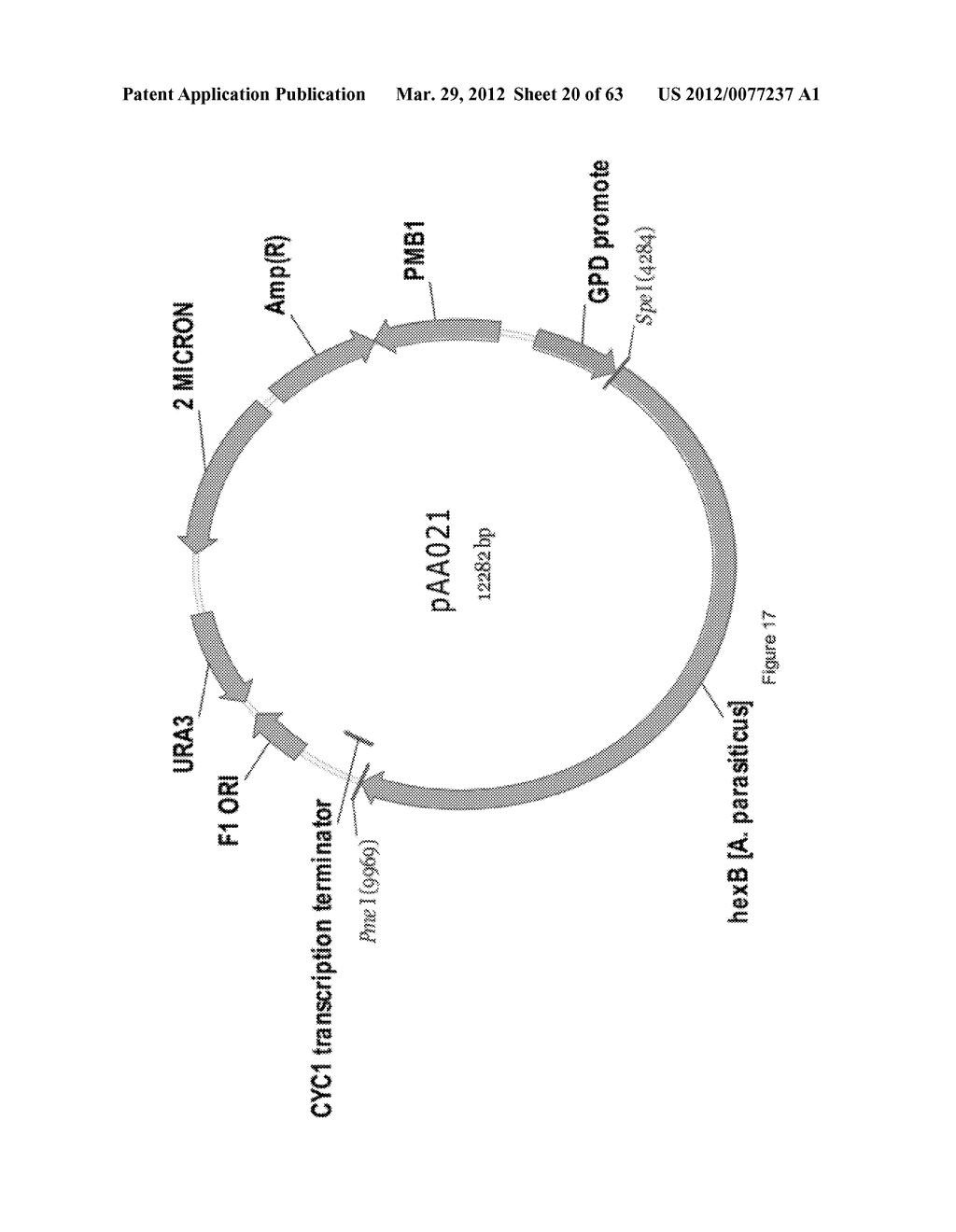 BIOLOGICAL METHODS FOR PREPARING ADIPIC ACID - diagram, schematic, and image 21