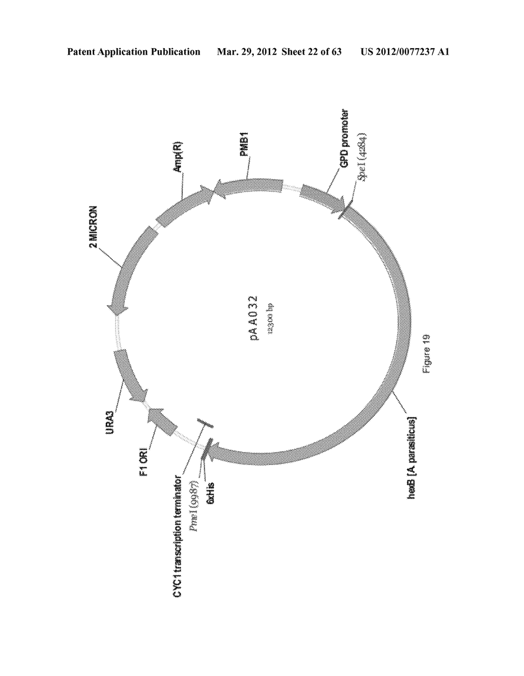 BIOLOGICAL METHODS FOR PREPARING ADIPIC ACID - diagram, schematic, and image 23