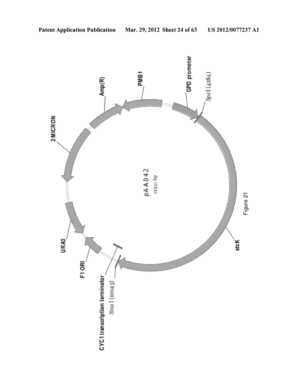 BIOLOGICAL METHODS FOR PREPARING ADIPIC ACID - diagram, schematic, and image 25