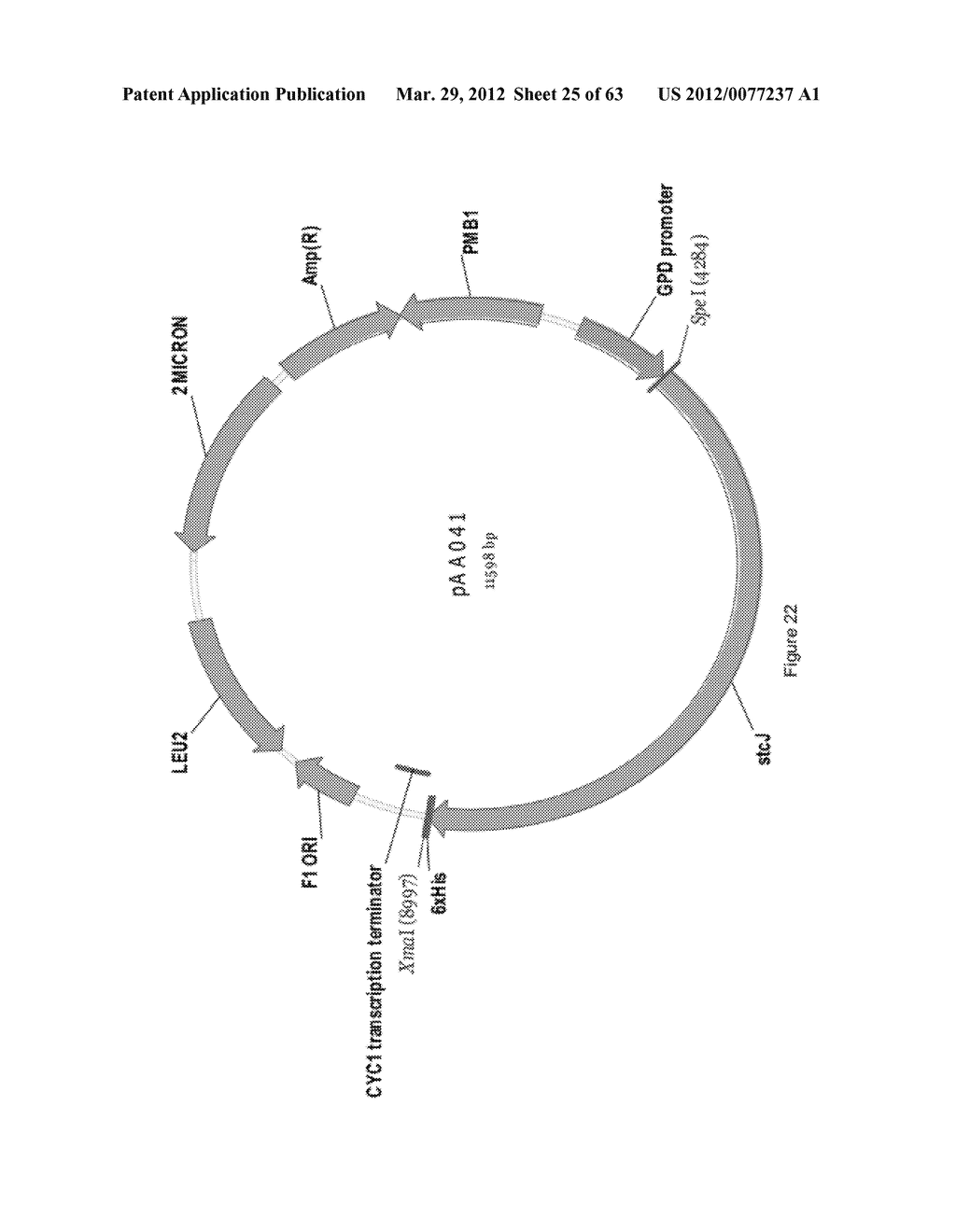 BIOLOGICAL METHODS FOR PREPARING ADIPIC ACID - diagram, schematic, and image 26