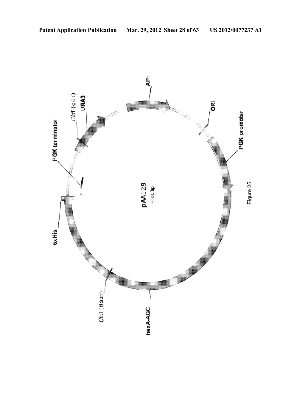 BIOLOGICAL METHODS FOR PREPARING ADIPIC ACID - diagram, schematic, and image 29