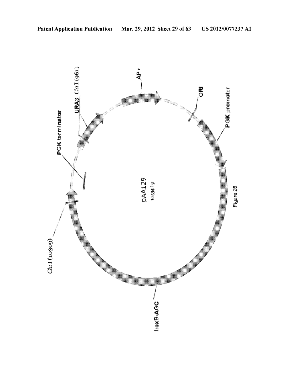 BIOLOGICAL METHODS FOR PREPARING ADIPIC ACID - diagram, schematic, and image 30