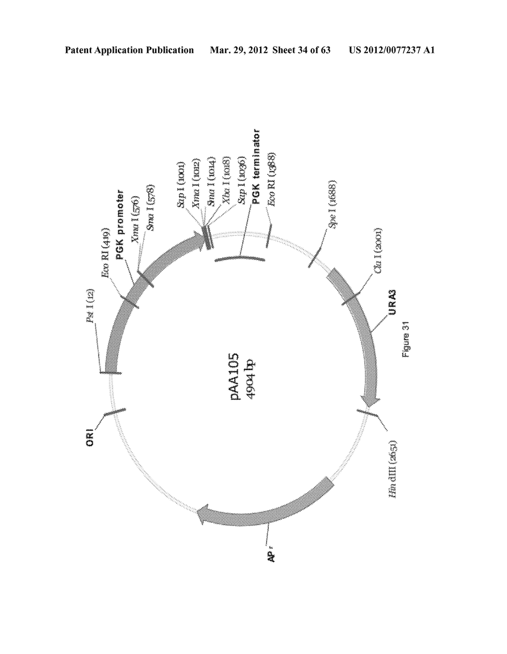 BIOLOGICAL METHODS FOR PREPARING ADIPIC ACID - diagram, schematic, and image 35