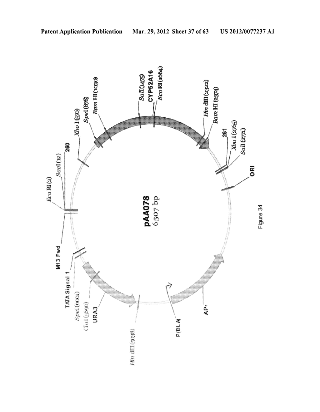 BIOLOGICAL METHODS FOR PREPARING ADIPIC ACID - diagram, schematic, and image 38