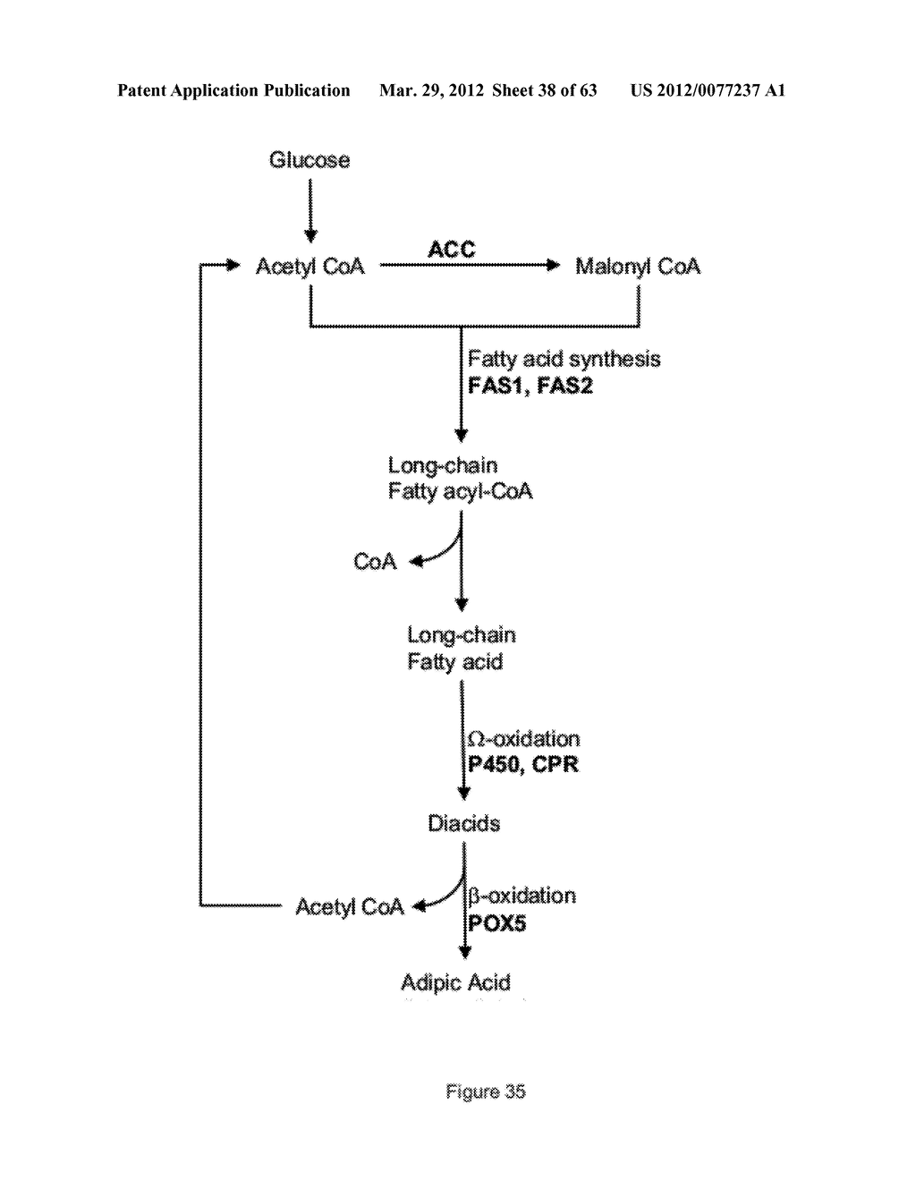 BIOLOGICAL METHODS FOR PREPARING ADIPIC ACID - diagram, schematic, and image 39