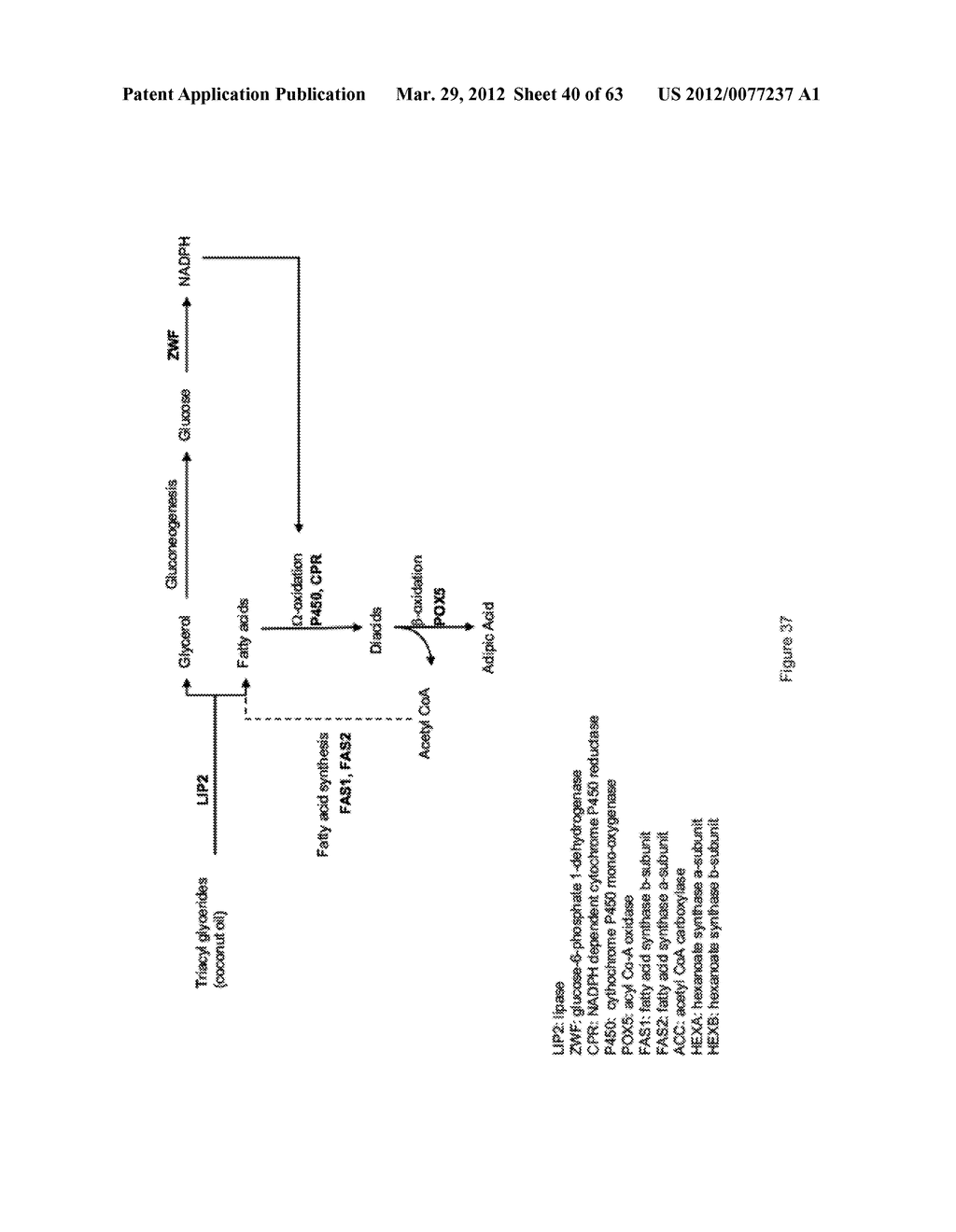 BIOLOGICAL METHODS FOR PREPARING ADIPIC ACID - diagram, schematic, and image 41