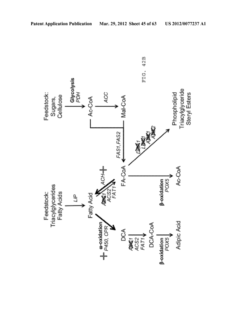 BIOLOGICAL METHODS FOR PREPARING ADIPIC ACID - diagram, schematic, and image 46