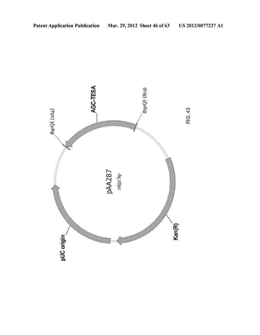 BIOLOGICAL METHODS FOR PREPARING ADIPIC ACID - diagram, schematic, and image 47