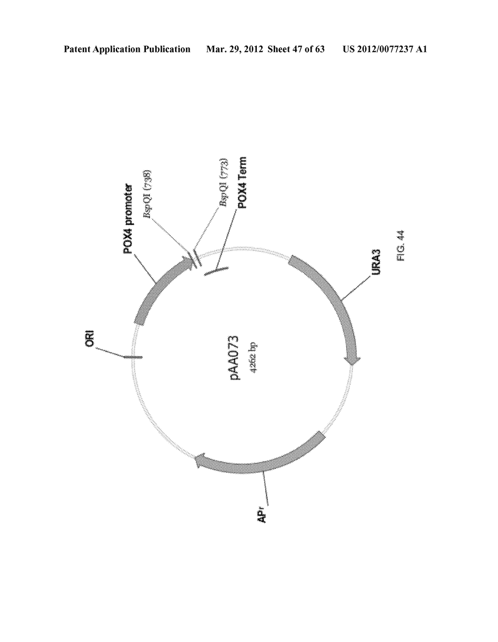 BIOLOGICAL METHODS FOR PREPARING ADIPIC ACID - diagram, schematic, and image 48