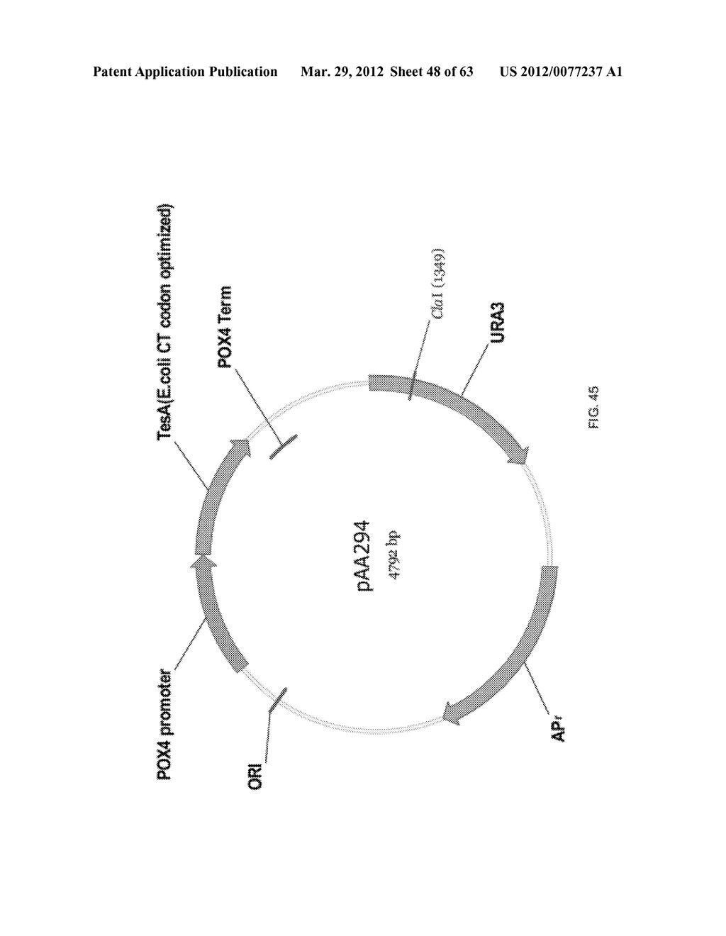 BIOLOGICAL METHODS FOR PREPARING ADIPIC ACID - diagram, schematic, and image 49