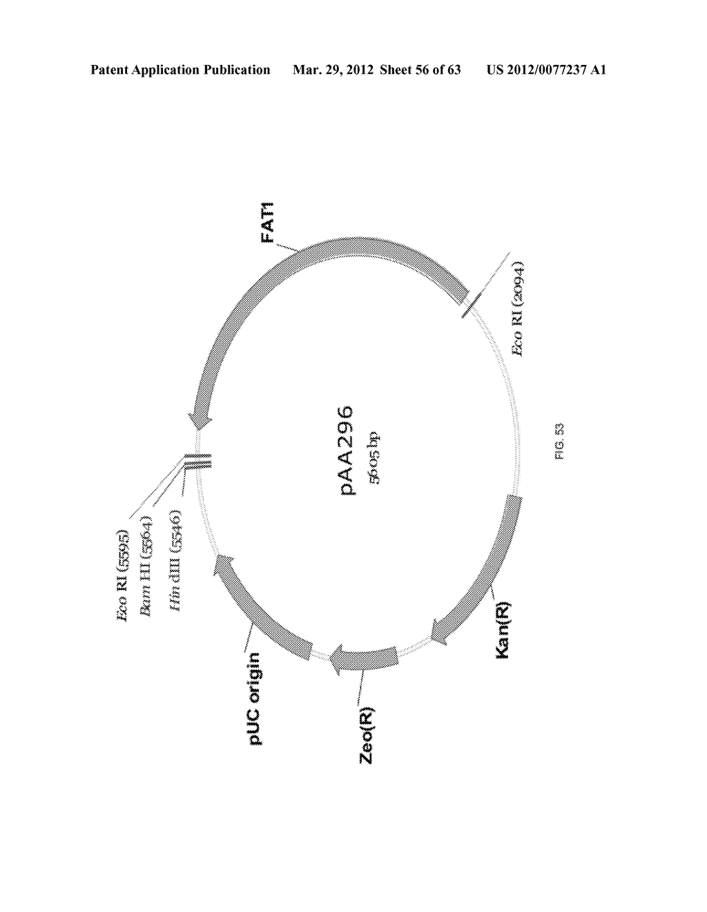 BIOLOGICAL METHODS FOR PREPARING ADIPIC ACID - diagram, schematic, and image 57