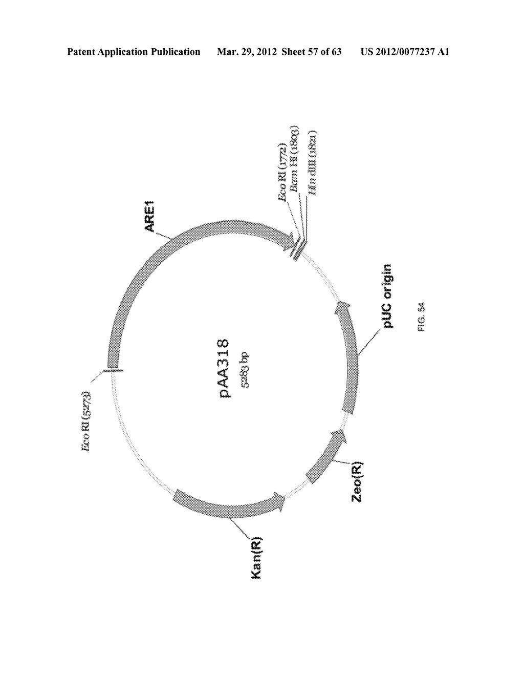 BIOLOGICAL METHODS FOR PREPARING ADIPIC ACID - diagram, schematic, and image 58