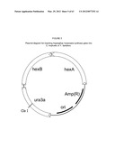 BIOLOGICAL METHODS FOR PREPARING ADIPIC ACID diagram and image