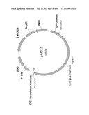 BIOLOGICAL METHODS FOR PREPARING ADIPIC ACID diagram and image