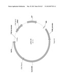 BIOLOGICAL METHODS FOR PREPARING ADIPIC ACID diagram and image