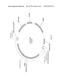 BIOLOGICAL METHODS FOR PREPARING ADIPIC ACID diagram and image