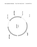 BIOLOGICAL METHODS FOR PREPARING ADIPIC ACID diagram and image