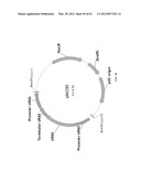 BIOLOGICAL METHODS FOR PREPARING ADIPIC ACID diagram and image