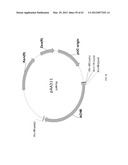 BIOLOGICAL METHODS FOR PREPARING ADIPIC ACID diagram and image