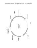 BIOLOGICAL METHODS FOR PREPARING ADIPIC ACID diagram and image