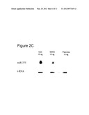 MicroRNA and Methods for Inhibiting Same diagram and image