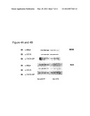 MicroRNA and Methods for Inhibiting Same diagram and image