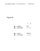 MicroRNA and Methods for Inhibiting Same diagram and image
