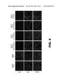 COMPOSITIONS AND METHODS FOR DETECTING CANCER METASTASIS diagram and image