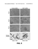 COMPOSITIONS AND METHODS FOR DETECTING CANCER METASTASIS diagram and image