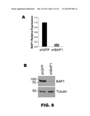 COMPOSITIONS AND METHODS FOR DETECTING CANCER METASTASIS diagram and image