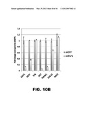 COMPOSITIONS AND METHODS FOR DETECTING CANCER METASTASIS diagram and image