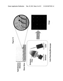 MULTIPLEX Q-PCR ARRAYS diagram and image