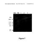 FISH-DERIVED PROTEIN LYSATE, AND USES THEREOF AS IMMUNOMODULATORY AND/OR     ANTI-INFLAMMATORY AGENT diagram and image