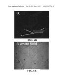 Materials and Methods for Improving Gastrointestinal Function diagram and image