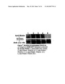 Compounds For, and Methods of, Treating Cancer and Inhibiting Invasion and     Metastases diagram and image