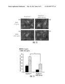 Methods for Affecting Homology-Directed DNA Double Stranded Break Repair diagram and image