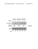 Methods for Affecting Homology-Directed DNA Double Stranded Break Repair diagram and image