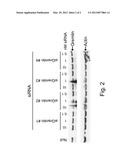 RNAI-MEDIATED INHIBITION OF GREMLIN FOR TREATMENT OF IOP-RELATED     CONDITIONS diagram and image