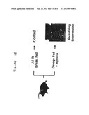 Use of Toll-like receptor-9 agonists, Toll-like receptor-4 antagonists,     and/or nuclear oligomerization domain-2 agonists for the treatment or     prevention of Toll-like receptor-4-associated disorders diagram and image