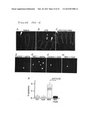 Use of Toll-like receptor-9 agonists, Toll-like receptor-4 antagonists,     and/or nuclear oligomerization domain-2 agonists for the treatment or     prevention of Toll-like receptor-4-associated disorders diagram and image