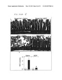 Use of Toll-like receptor-9 agonists, Toll-like receptor-4 antagonists,     and/or nuclear oligomerization domain-2 agonists for the treatment or     prevention of Toll-like receptor-4-associated disorders diagram and image