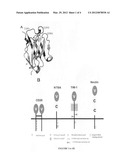 METHOD FOR DETERMINING RECEPTOR-LIGAND PAIRS diagram and image