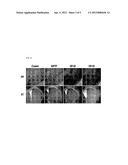 COMPOSITION COMPRISING THE PURIFIED EXTRACT OF BEE VENOM FOR PREVENTING     AND TREATING DEGENERATIVE BRAIN DISEASE diagram and image