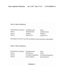 Superagonistic Anti-CD28 Antibodies diagram and image