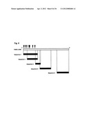 DIAGNOSIS AND TREATMENT OF CELL PROLIFERATION AND DIFFERENTIATION     DISORDERS BASED ON THE FMN2 GENE diagram and image